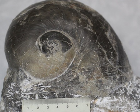 Stone identified as 240-million-year-old fossil